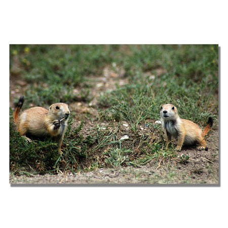 Trademark Fine Art Nicole Dietz 'Dakota Prairie Dog' Canvas Art, 30x47 ND041-C3047GG
